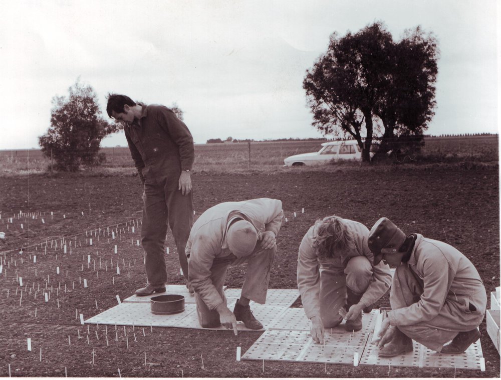 Field Experiment, Roseworthy Agricultural College, c1975