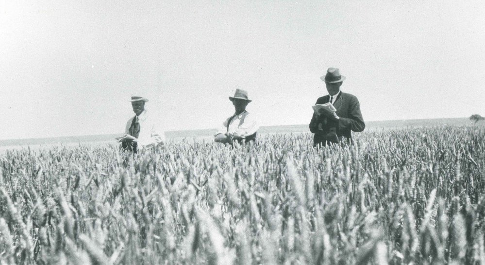 Grain Field, c1940