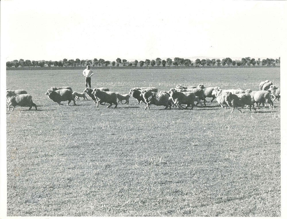 Sheep and Shearing, c1970s