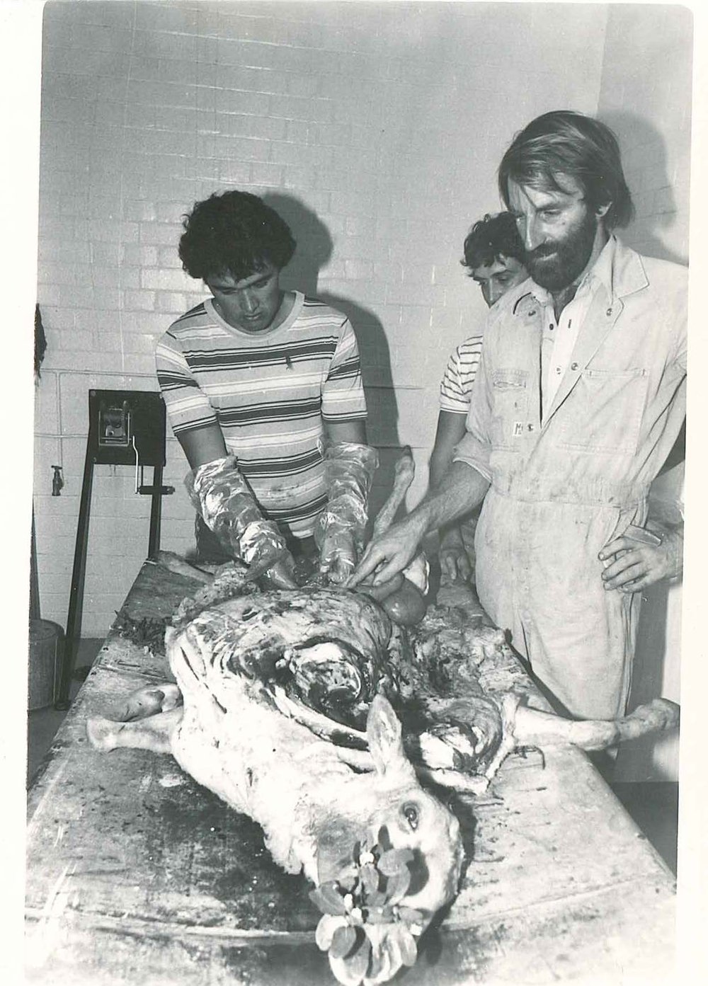 Sheep Dissection, c1975