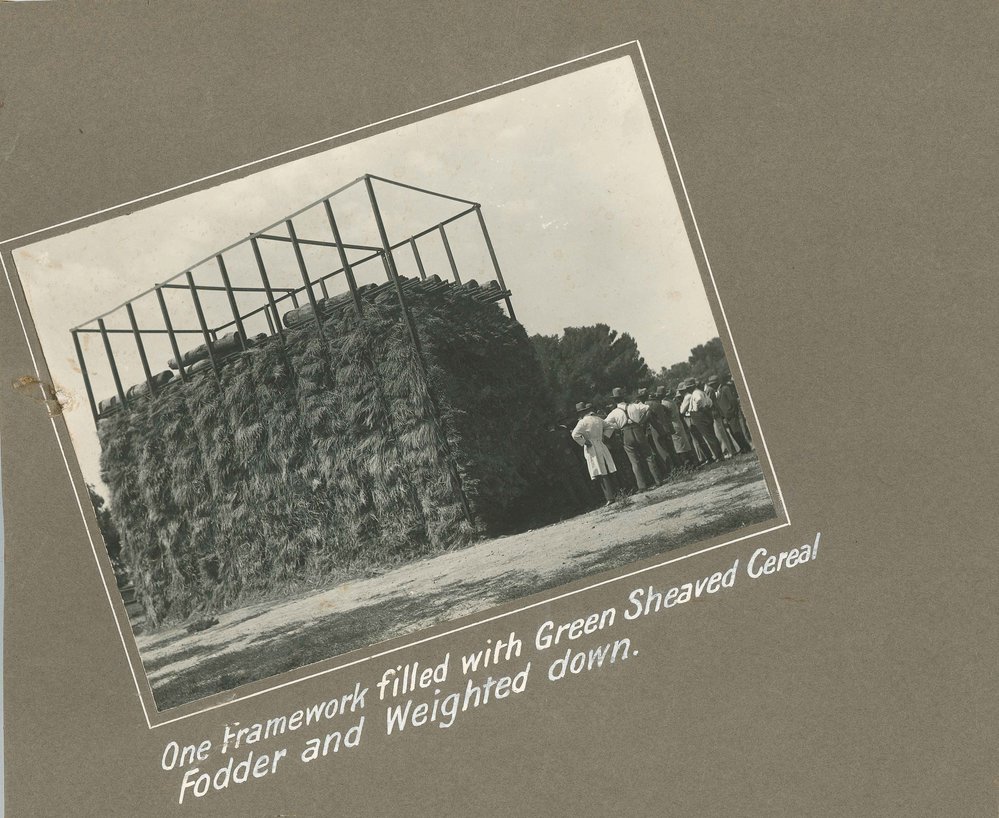 Framework Filled with Cereal Fodder, c1920