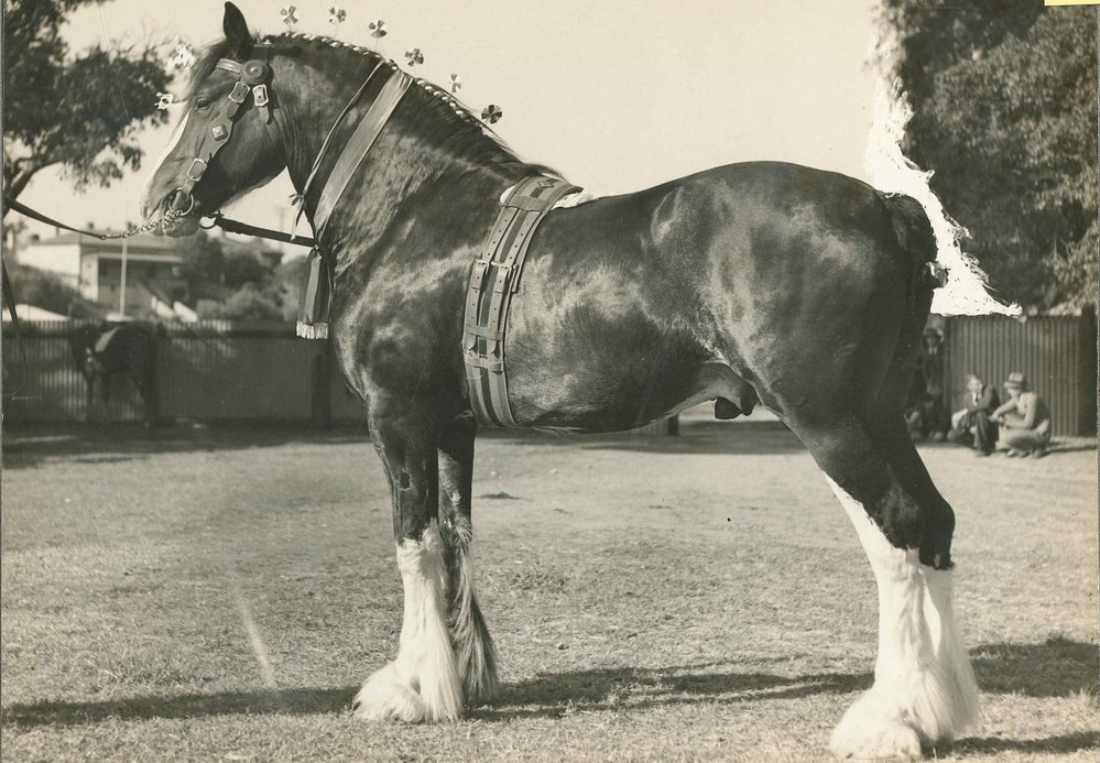 Stallion - Harviestoun Earnest Imp, 1938