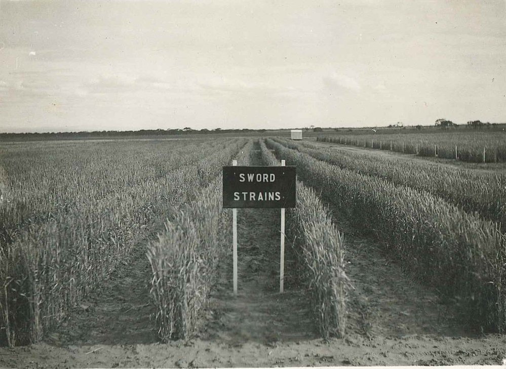 Sword Strain Wheat Plot, c1983
