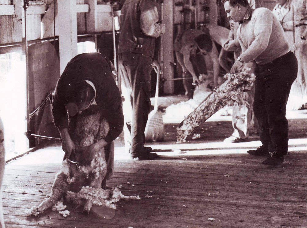 Shearing Lambs, c1961
