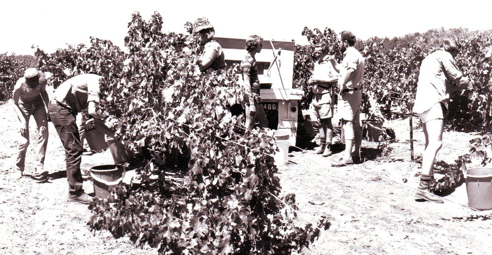 Grape Picking, 1970s