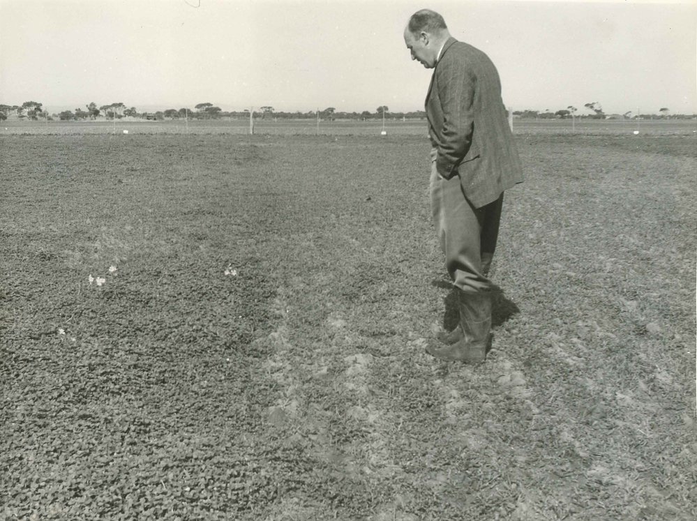 Principal Robert McCulloch Inspecting Pasture Plots, c1955