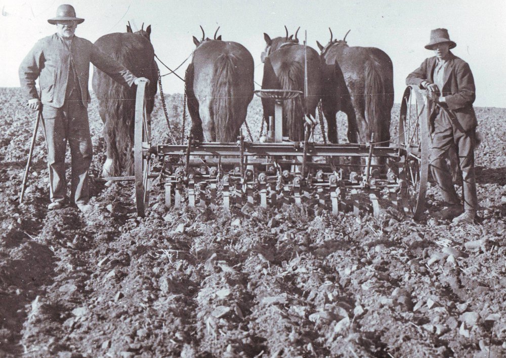 Horse-drawn Cultivator, 1900