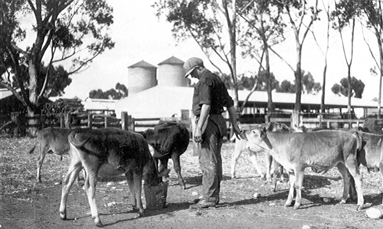 Feeding Calves, 1925