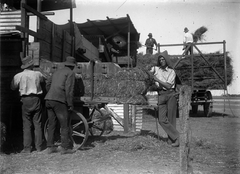 Hay Baling, Roseworthy Agricultural College, c1920