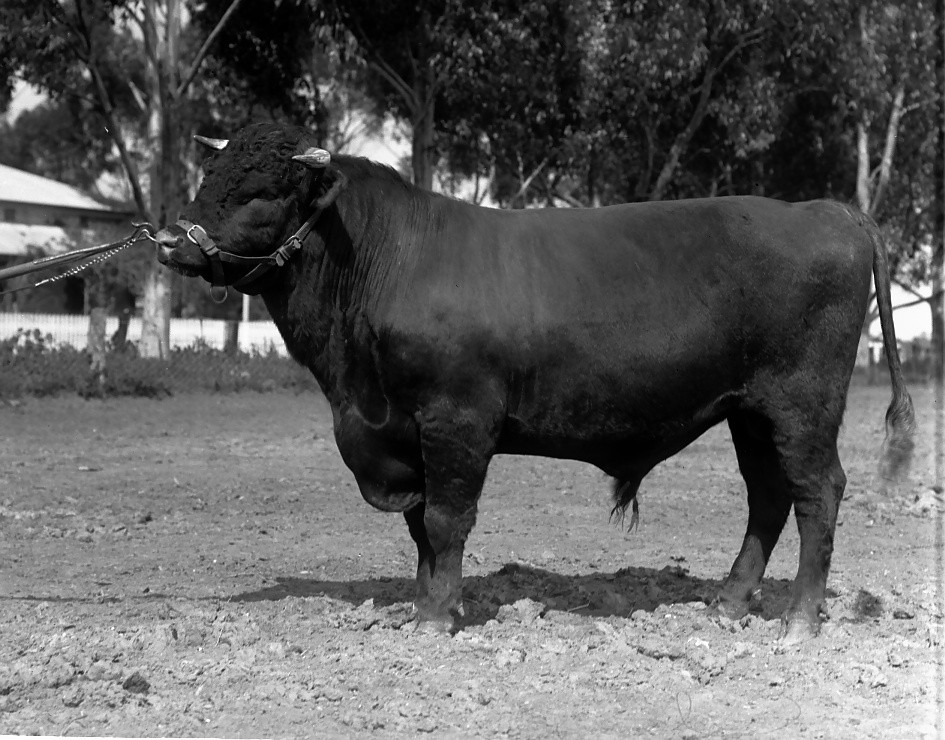 Roseworthy Shorthorn Bull, 1925