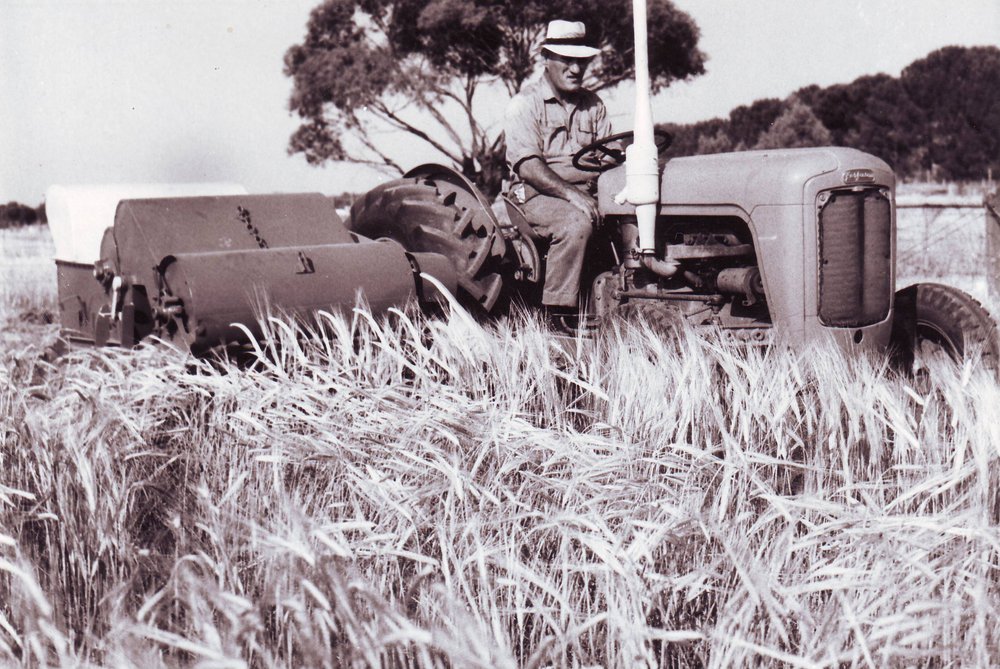 Plant Breeder Harvesting, c1962