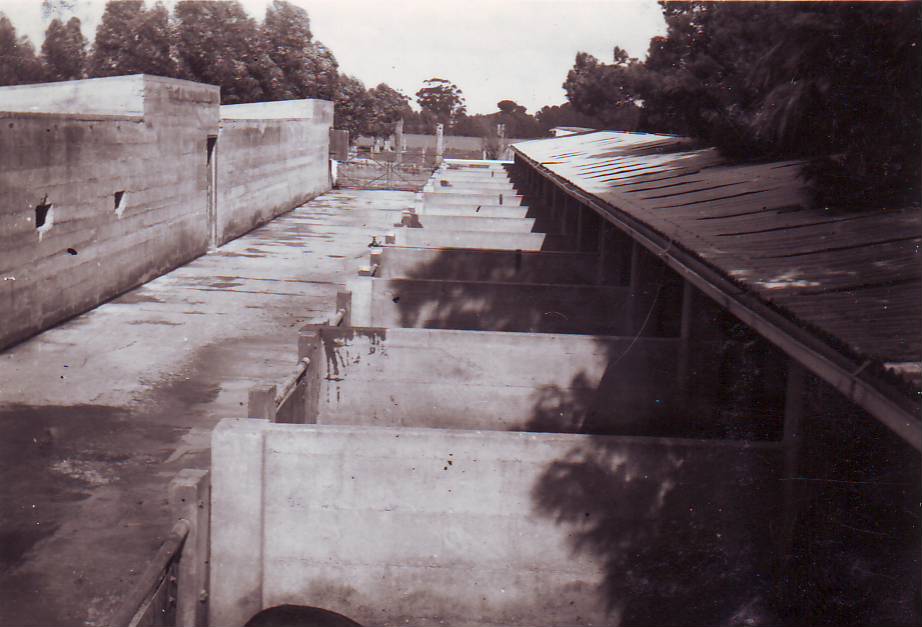 Piggery, Roseworthy Agricultural College, c1948
