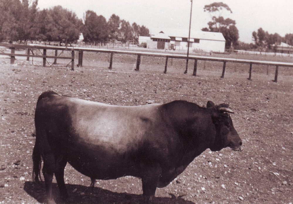 Jersey Bull 1, 1940
