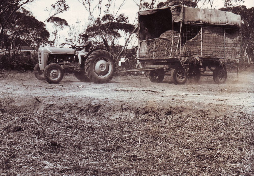 Silage Carting, c1950s