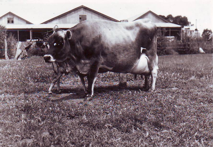 Roseworthy Radiant Star, 1948