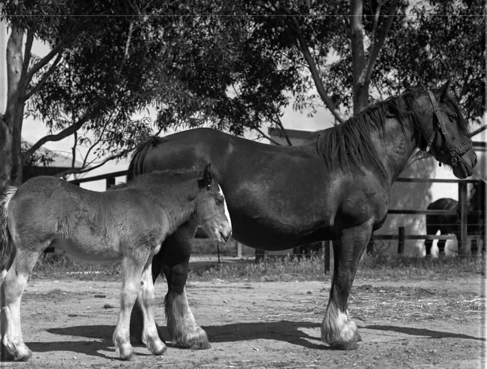 Horses, c1925
