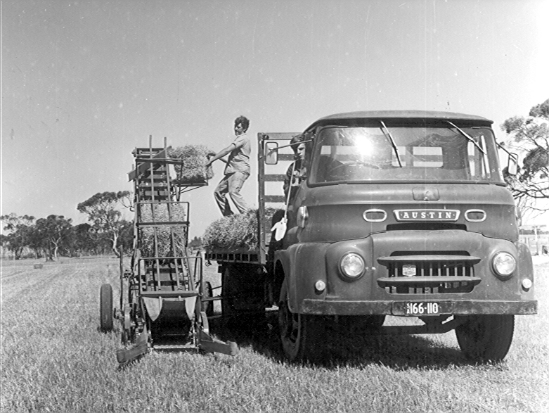 Loading Hay, Roseworthy Agricultural College, c1962