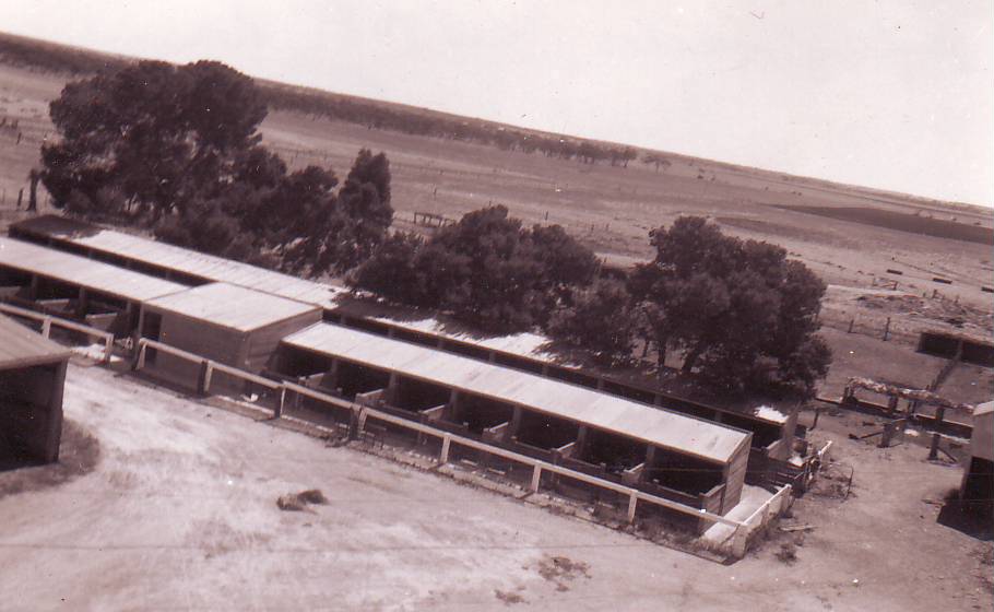 Piggery, Roseworthy Agricultural College, c1948
