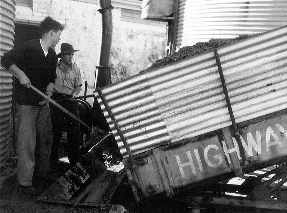 Unloading Grapes, Roseworthy Agricultural College, c1960