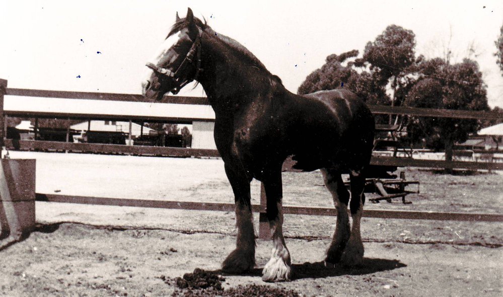 Stallion 'Cyrus', 1940