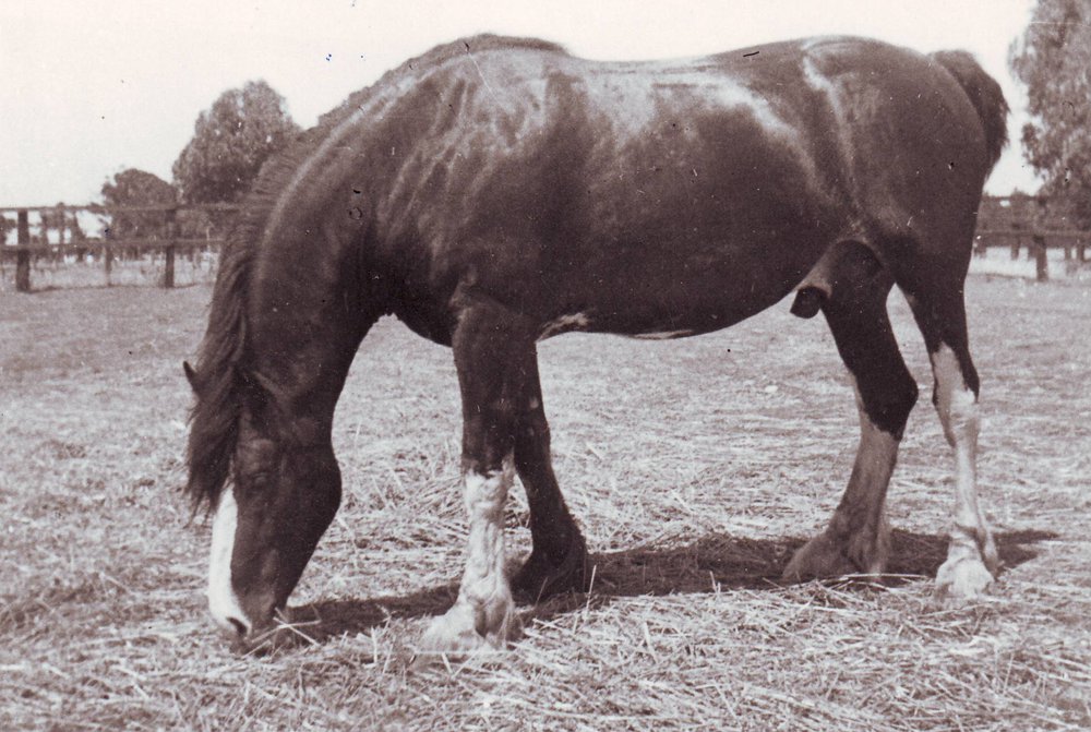 Stallion Harvester Ernest, 1940