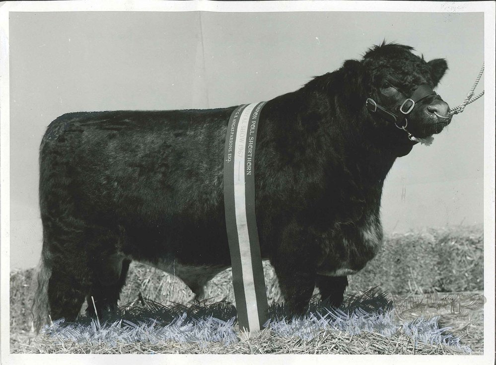 Poll Shorthorn Bull - Roseworthy Leopold, 1967