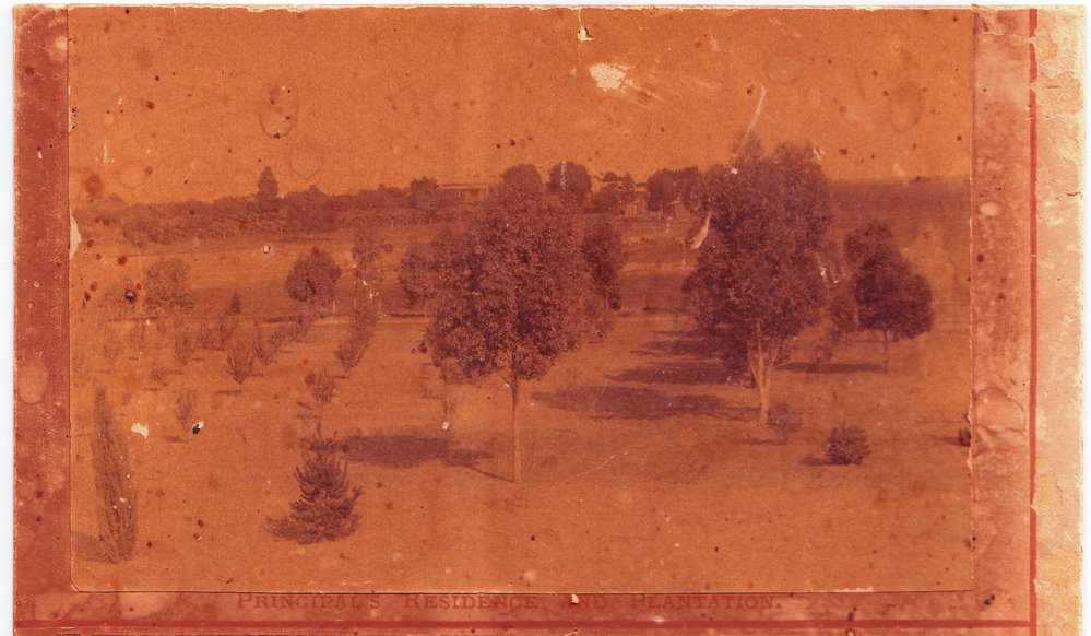 Principal's Residence and Plantation, Roseworthy Agricultural College, c1900