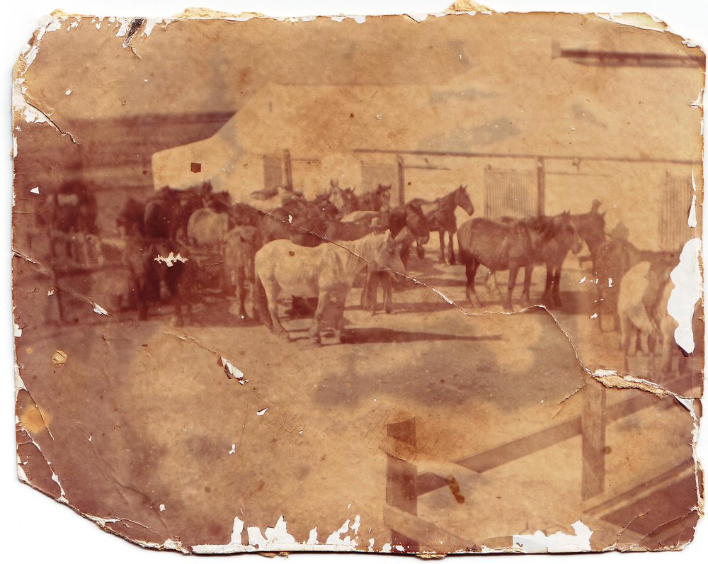 Horses and Stables, Roseworthy Agricultural College, c1900