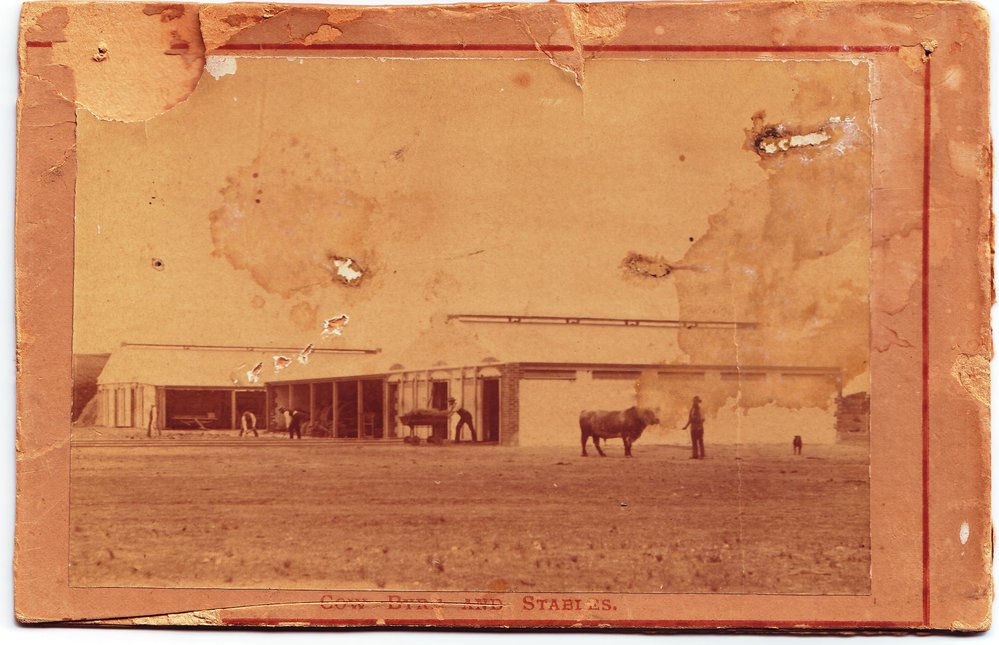 Cow Byre and Stables, Roseworthy Agricultural College,1900