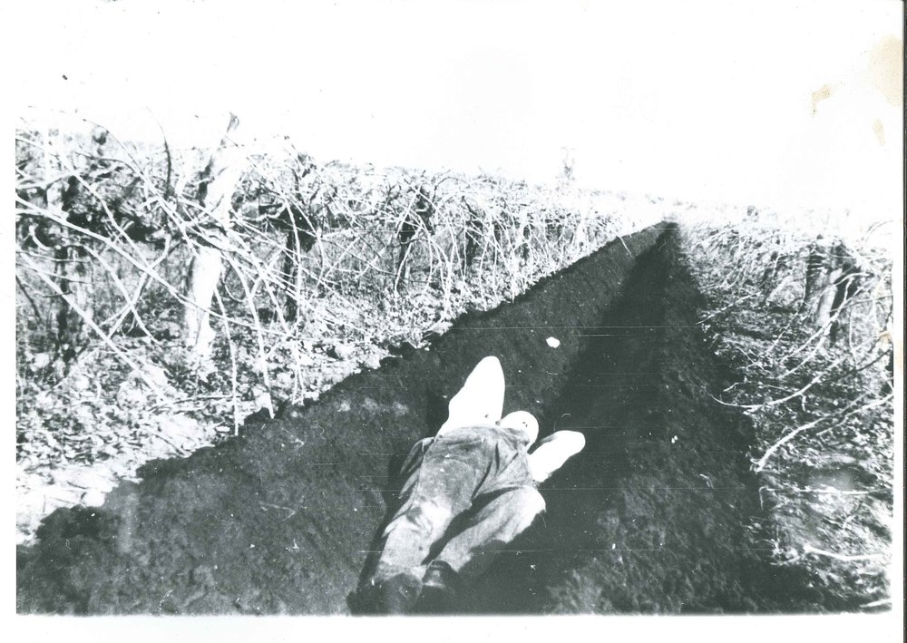 Trench Delver in Vineyard, c1940