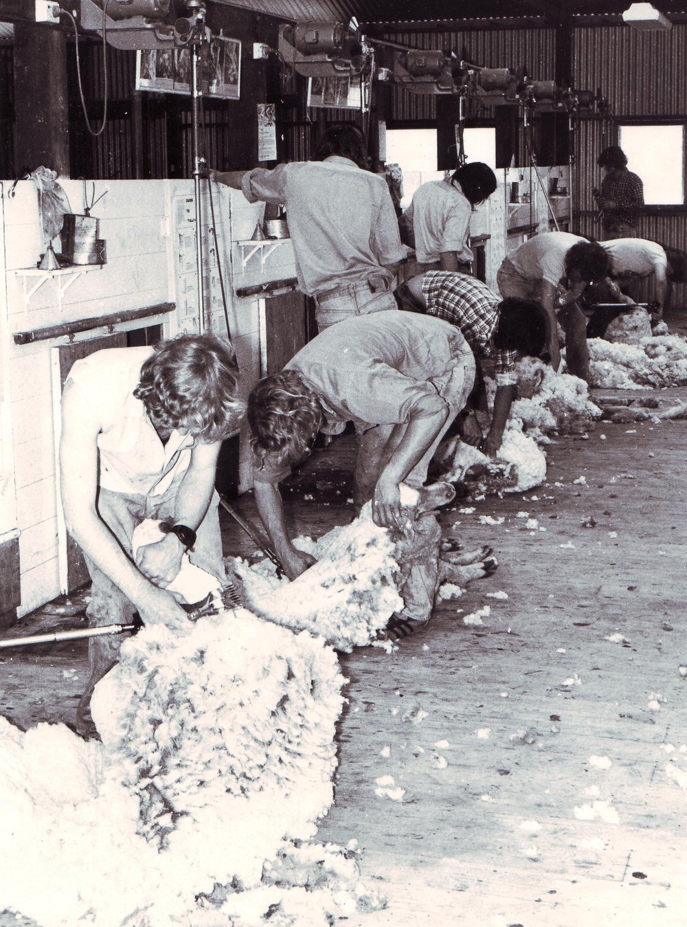 Students in the Shearing Shed, Roseworthy Agricultural College, c1980s
