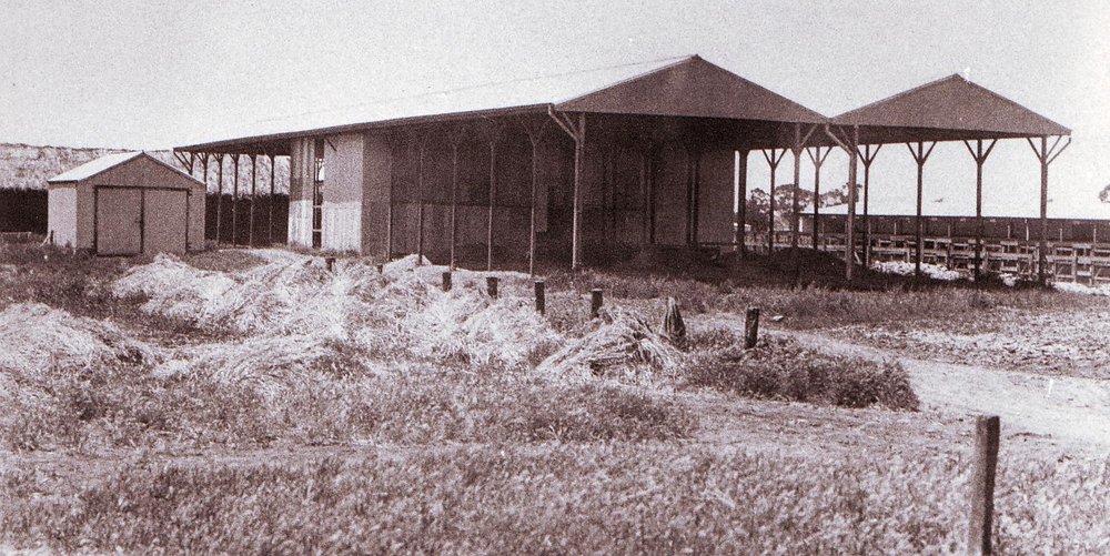 Hay Shed, Roseworthy Agricultural College, 1950