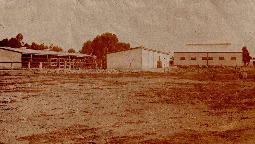 Stables, Roseworthy Agricultural College, 1916