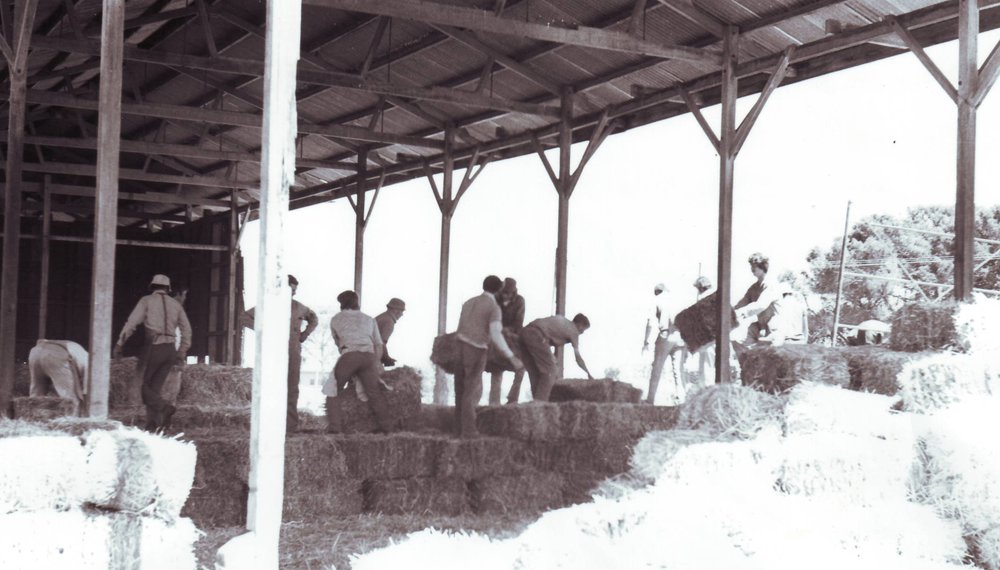 Stacking Hay Bales, 1970s