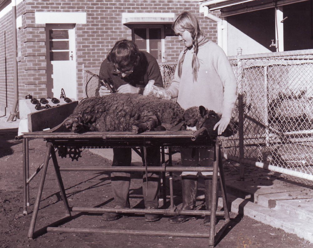 Wool Sampling, 1974