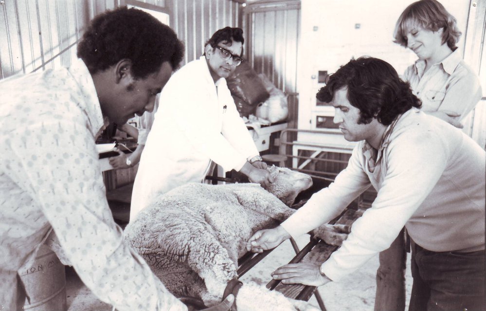 Sheep Laboratory, 1981