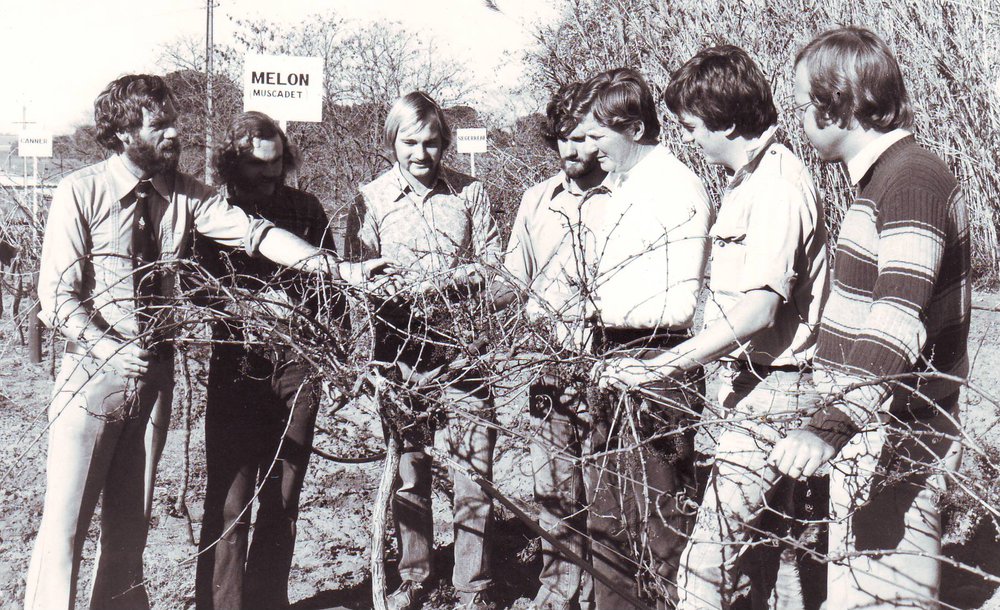 Grape Vine Pruning, 1978