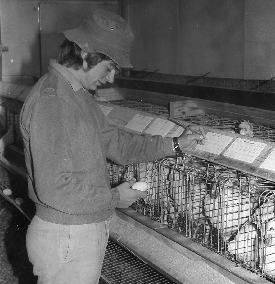 Egg Production, 1980s