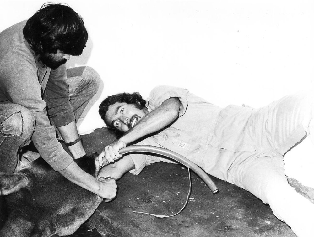 Drenching Dairy Cow, 1976