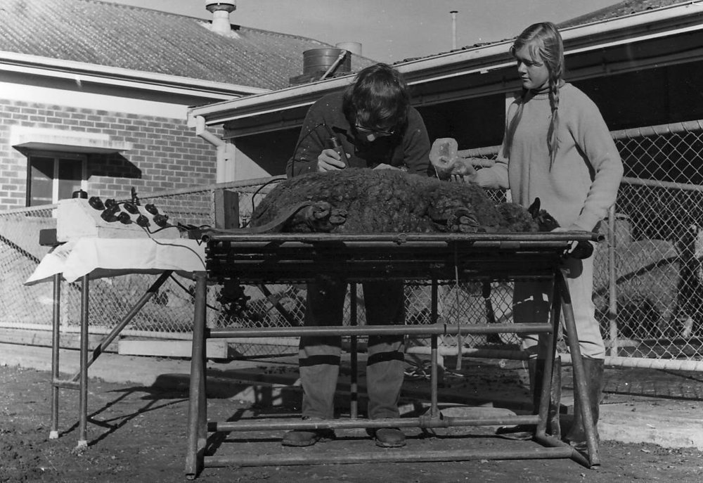 Animal Production Laboratory, Roseworthy Agricultural College, 1976