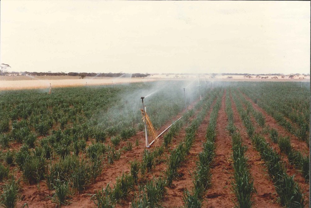 Wheat Irrigation, c1990