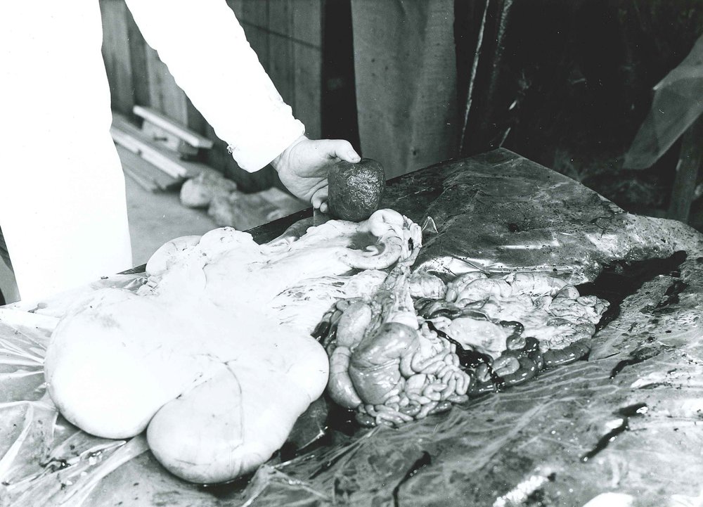 Sheep Dissection, c1980
