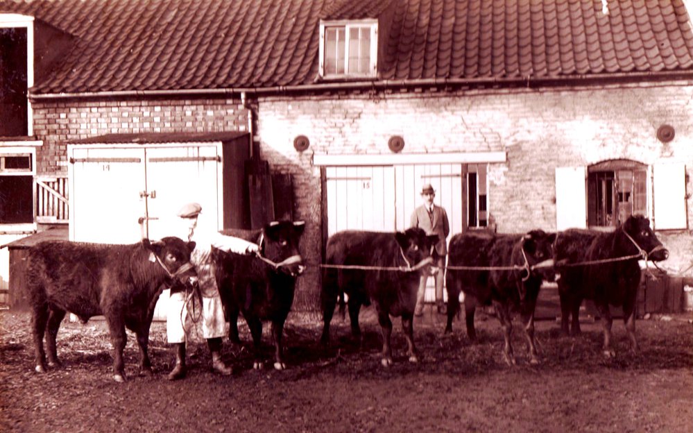 Cattle, 1922