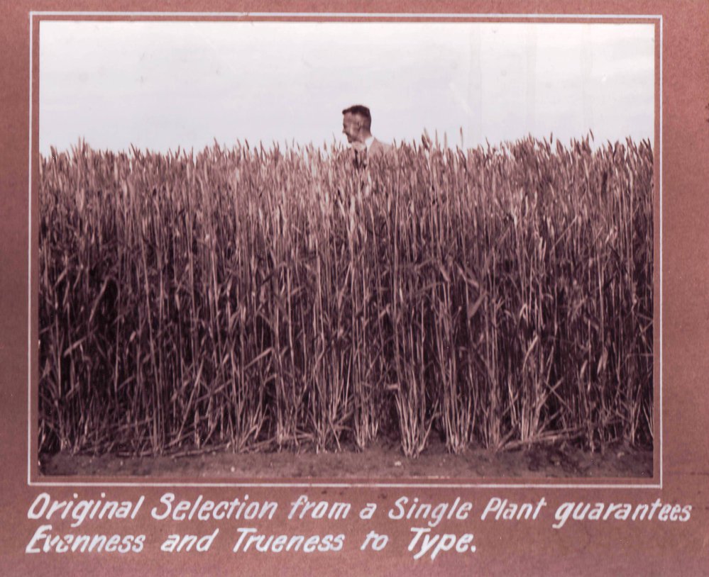 Wheat, 1900s