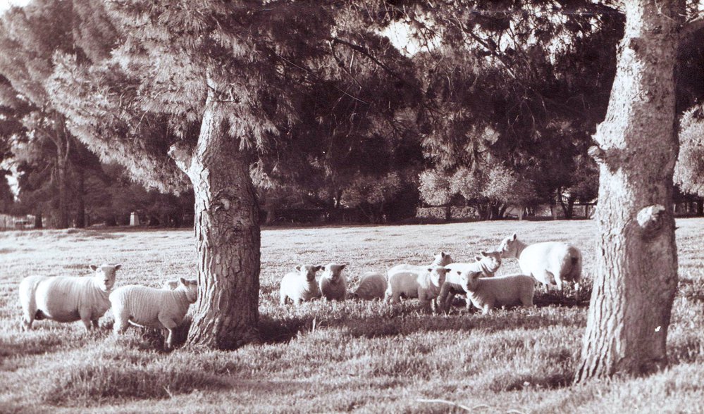 Southdown Ewes and Lambs, 1958