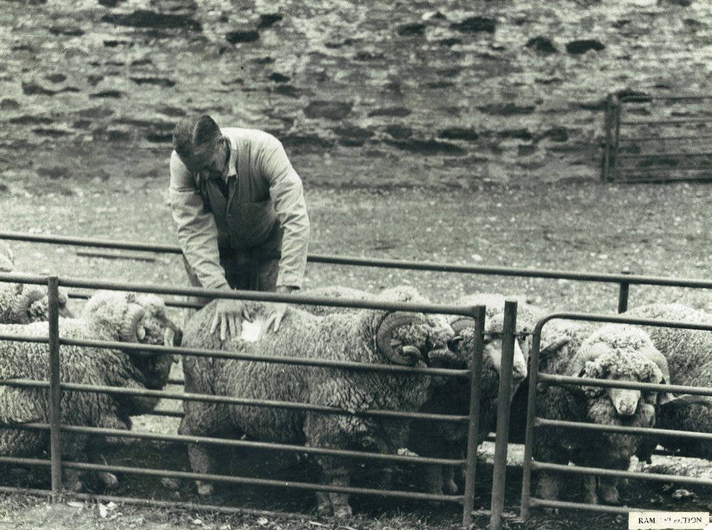 Merino Ram Selection, 1960