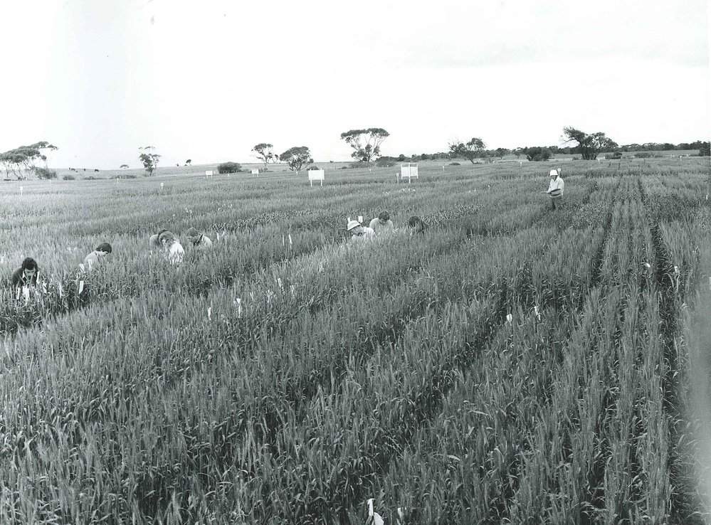 Students in Cereal Plots, c1970