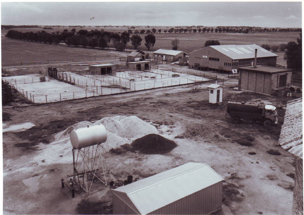 Shearing Shed, Roseworthy Agricultural College, 1983