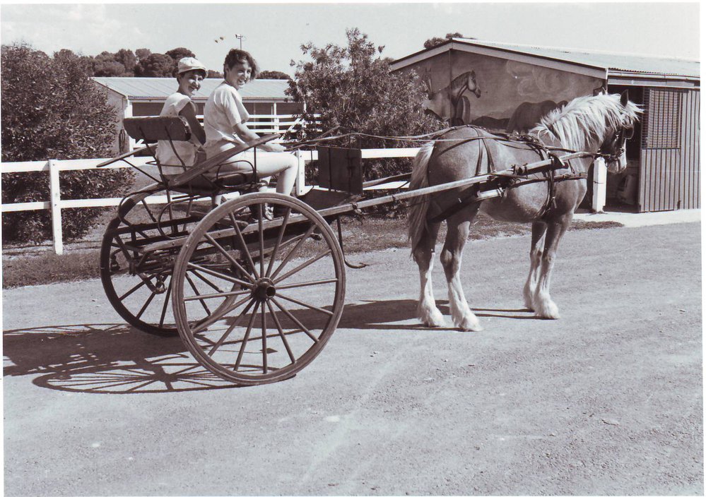 Clydesdale in Harness with Gig, 1988