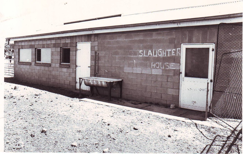 Slaughter House, Roseworthy Agricultural College, 1990